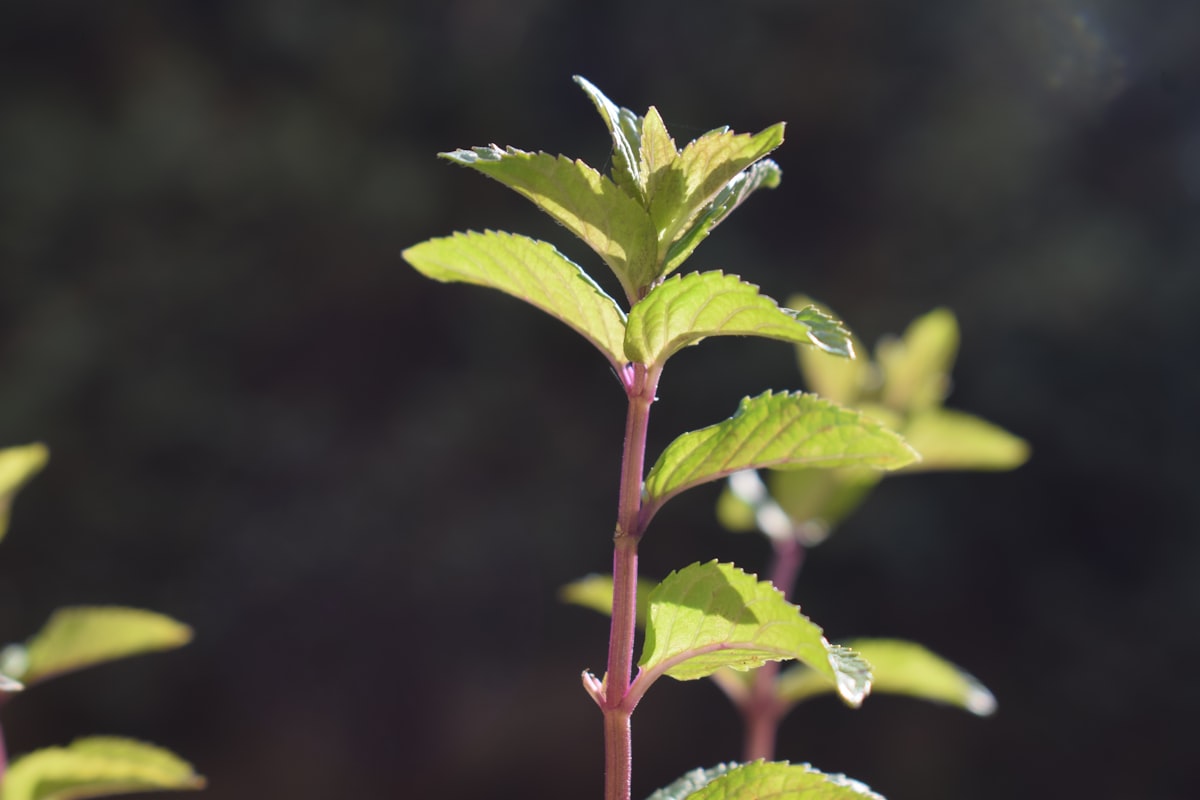 Óleo de Jojoba Puro